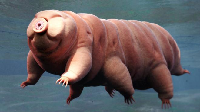 A tardigrade in water