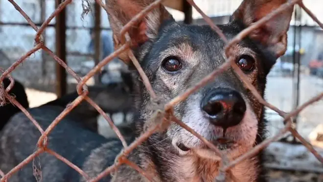 Spas za napuštene kućne ljubimce u Ukrajini