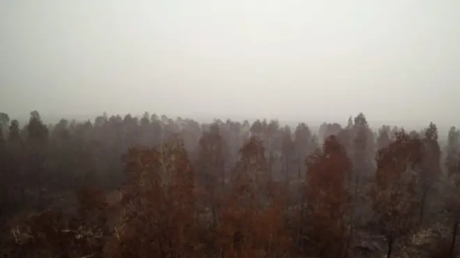 Hutan Januminro Bunsal