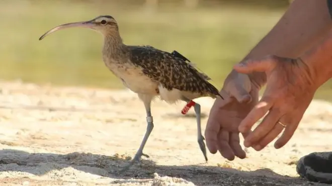 جانور ٹریکنگ