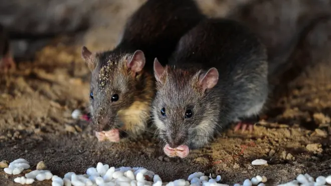 เดิมเชื่อกันว่าหนูเป็นตัวการแพร่เชื้อกาฬโรคในยุโรปยุคกลาง จนทำให้มีผู้คนล้มตายกันหลายล้านคน