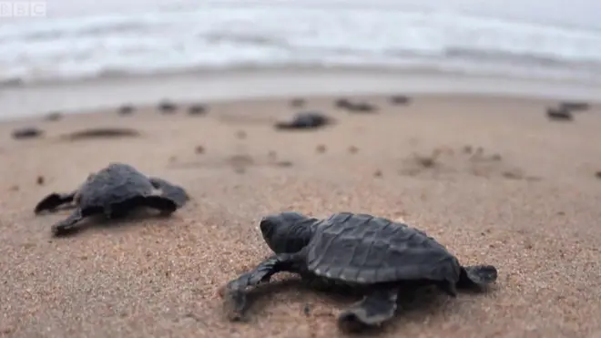 ઓલિવ ટર્ટલ