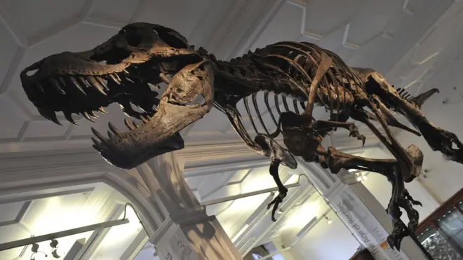 Stena je mogao da vidi ceo svet