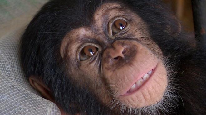 ลูกลิงชิมแปนซีได้รับการช่วยเหลือจากขบวนการลักลอบค้าสัตว์ป่าในไอวอรีโคสต์