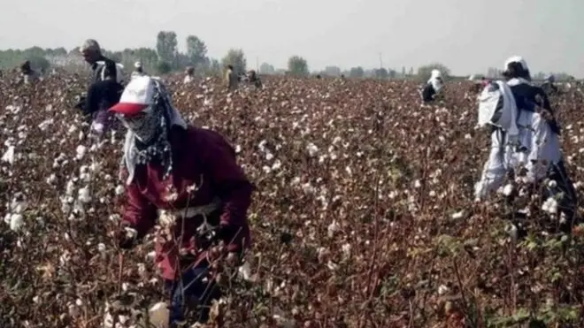 Пахта йиғим терими