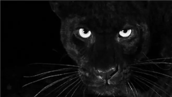 Чорний леопард