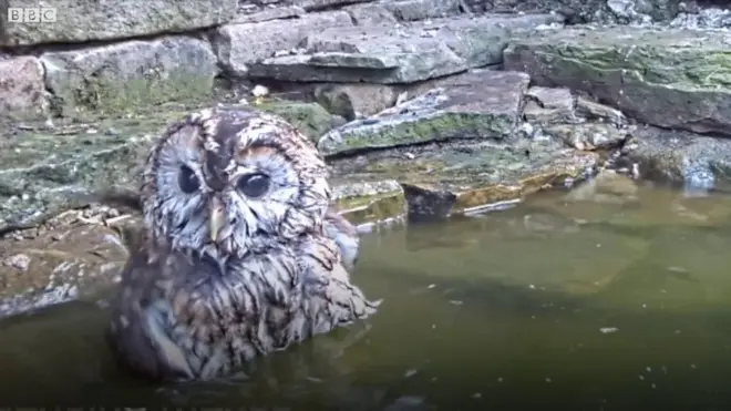Бризки на всі боки - як купається маленька сова