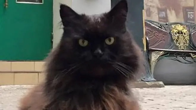 Behemoth the cat has lived in the museum dedicated to author Mikhail Bulgakov for 14 years as a "staff member"