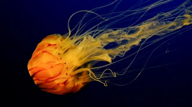 वो जानवर जो कभी नहीं मरता, जेलीफिश