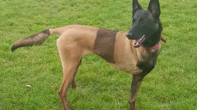 Балу потеряла ногу при исполнении служебных обязанностей.