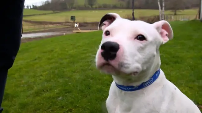 Бультерьер Снуп