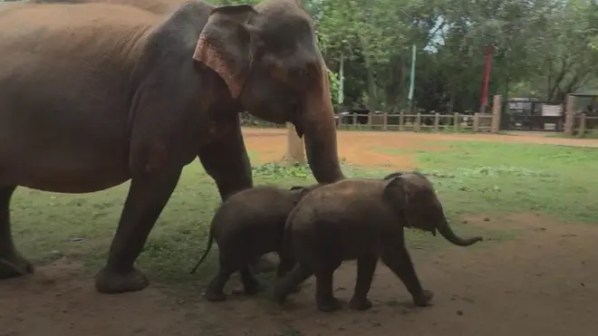 පින්නවලදී උපන් නිවුන් අලි බබාලාට නම් තැබීමේ මංගල්‍යය