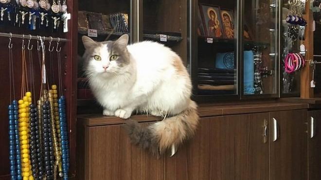 Стамбульский кот