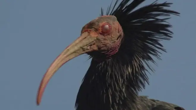 Гірський ібіс має шанс повернутися в дику природу