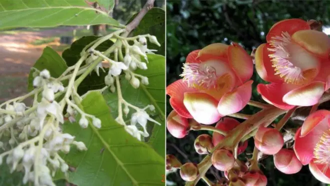 'ඉන්දියන් සල්' සහ 'කාලතුවක්කු උණ්ඩ ගසේ' මල්