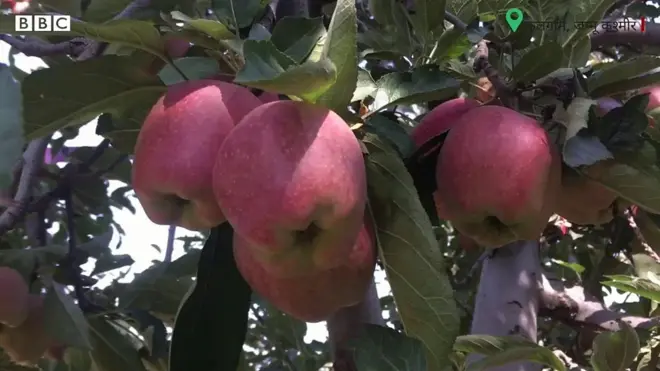 कश्मीर सेब