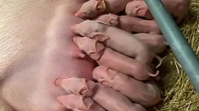 علماء يحاولون إجراء تعديلات جينية على الحيوانات لمقاومة الأمراض