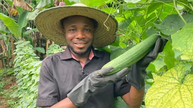 William Eke na-akọpụta cucumber n'ugbo ya dị n'imo steeti