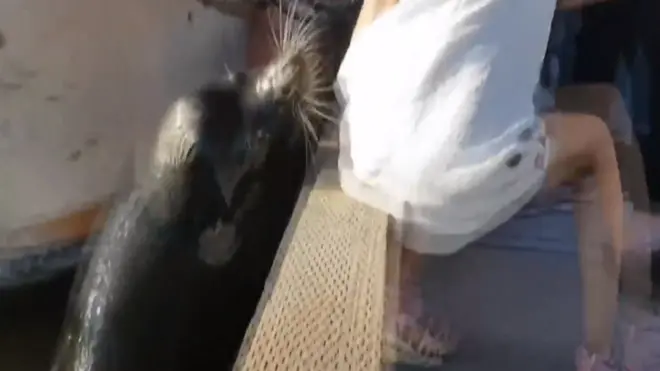 Sư tử biển lôi bé gái xuống biển