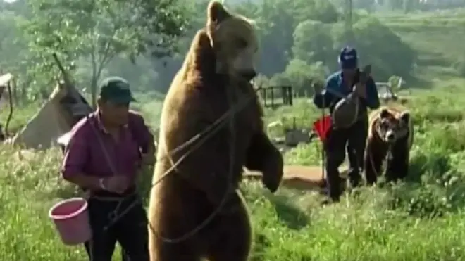 Ведмідь, що танцює - як Болгарія позбулася жорстокої традії