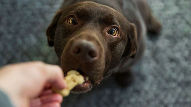 รูปน้องหมากินขนมจากมือ