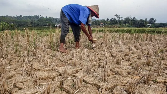 Petani memotong sisa padi di lahan pertanian yang kering di Kabupaten Bogor, Jawa Barat, September 2020.
