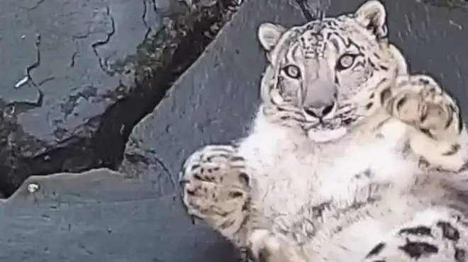 сніговий леопард