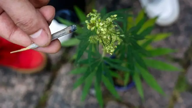 คนถือมวนที่คาดว่าน่าจะเป็นกัญชา กับต้นกัญชาอยู่ข้าง ๆ