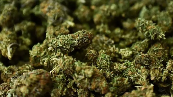 (Illustration: psychotrope)