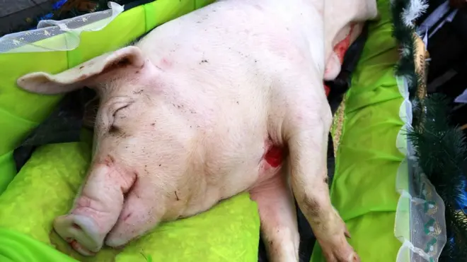 Такий перфоманс противників ринку землі з мертвою свинею у труні сьогодні передував не менш яскравим баталіям депутаів у сесійній залі