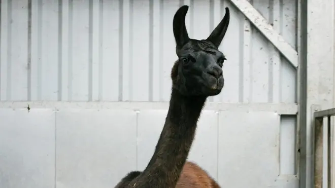Лама Винтер стала подопытным животным