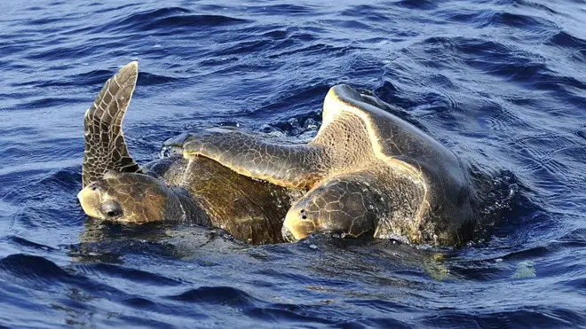 මුහුදු ජීවීන් මිය යෑමට පටන් ගෙන දින ගන්නනාවක් ගත වුව ද එම මරණ වලට නිශ්චිත හේතුව වනජීවී සංරක්ෂණ දෙපාර්තමේන්තුව විසින් මේ දක්වා නිල වශයෙන් ප්‍රකාශයට පත්කර නැත.