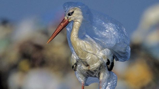 Stork trapped in plastic bag