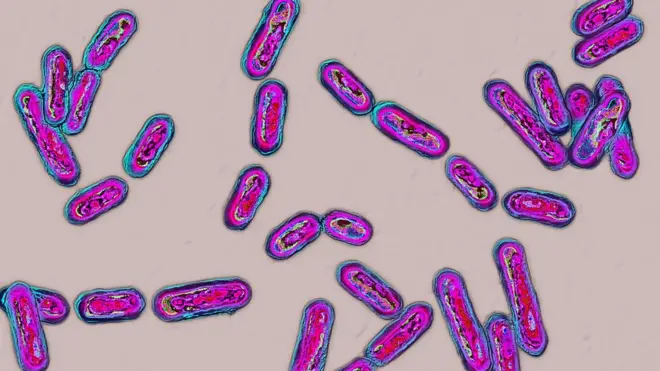 La mayoría de las donaciones de heces se utilizan para tratar una enfermedad intestinal peligrosa causada por una infección llamada 'Clostridium difficile'.