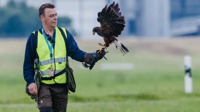 Хищники помогают отгонять птиц от самолетов - но не всегда