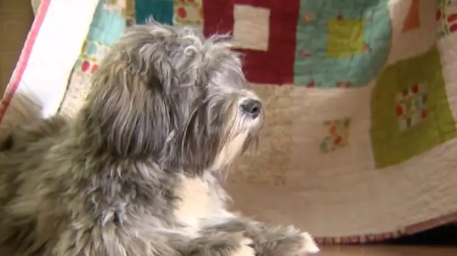 Собака Оди может унюхать повышение уровня адреналина у человека и предупредить его о надвигающейся панической атаке.