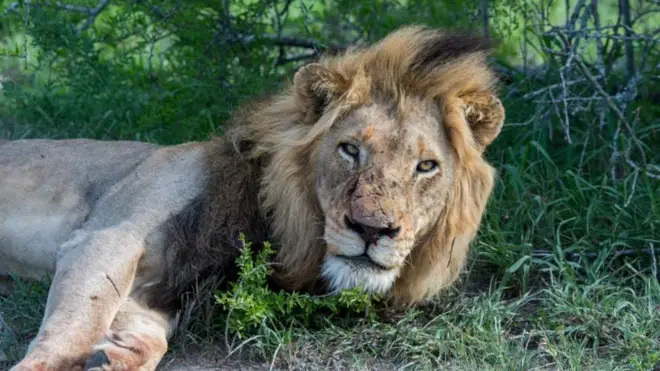 Lion