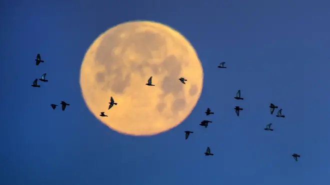 ฝูงนกน้อยบินผ่านซูเปอร์ สโนว์ มูน