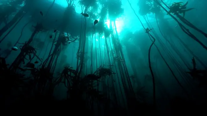 넷플릭스 인기 다큐 ‘나의 문어 선생님’의 숨은 주인공은 바로 켈프 숲이다.