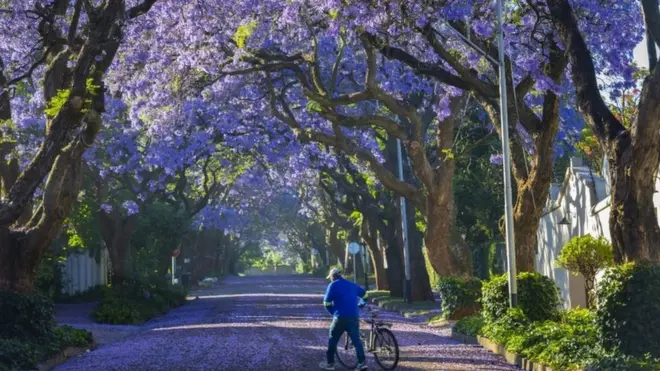 A man wheels his bike among the fallen petals of jacaranda trees in Johannesburg, South Africa, on Friday.