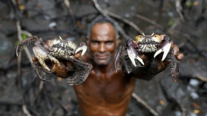 मैंग्रोव जंगल