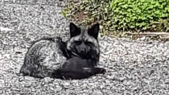 Rare black fox rescued in Barry after two-week search