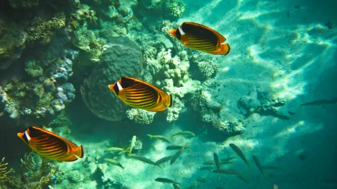 Тріо риб-метеликів - популярних мешканців Червоного моря