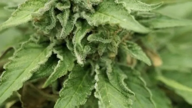 القنب أصبح قانوني في كندا ولكن يتسأل العديد عن وضعهم القانوني بسبب سجلاتهم الجنائية القديمة بسبب حيازة الحشيش.