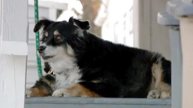 Saree Luusii jedhamtu miliyeenara taate