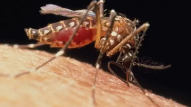 डासांचे समूळ उच्चाटन करावे का?