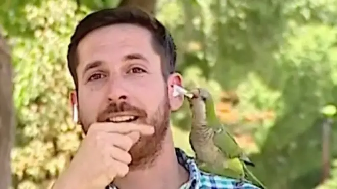 ببغاء يسرق سماعة أذن صحفي بينما كان يتحدث عن استشراء السرقة