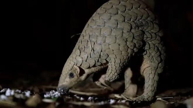 pangolin thumb
