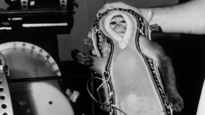 Los monos fueron utilizados para medir el impacto de las radiaciones de microondas.