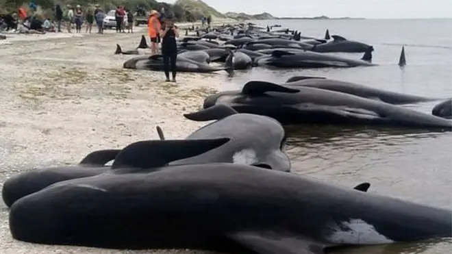 Sekitar 300 ekor dinyatakan mati dan kasus ini dianggap salah satu kasus yang terburuk selama ini di Selandia Baru.